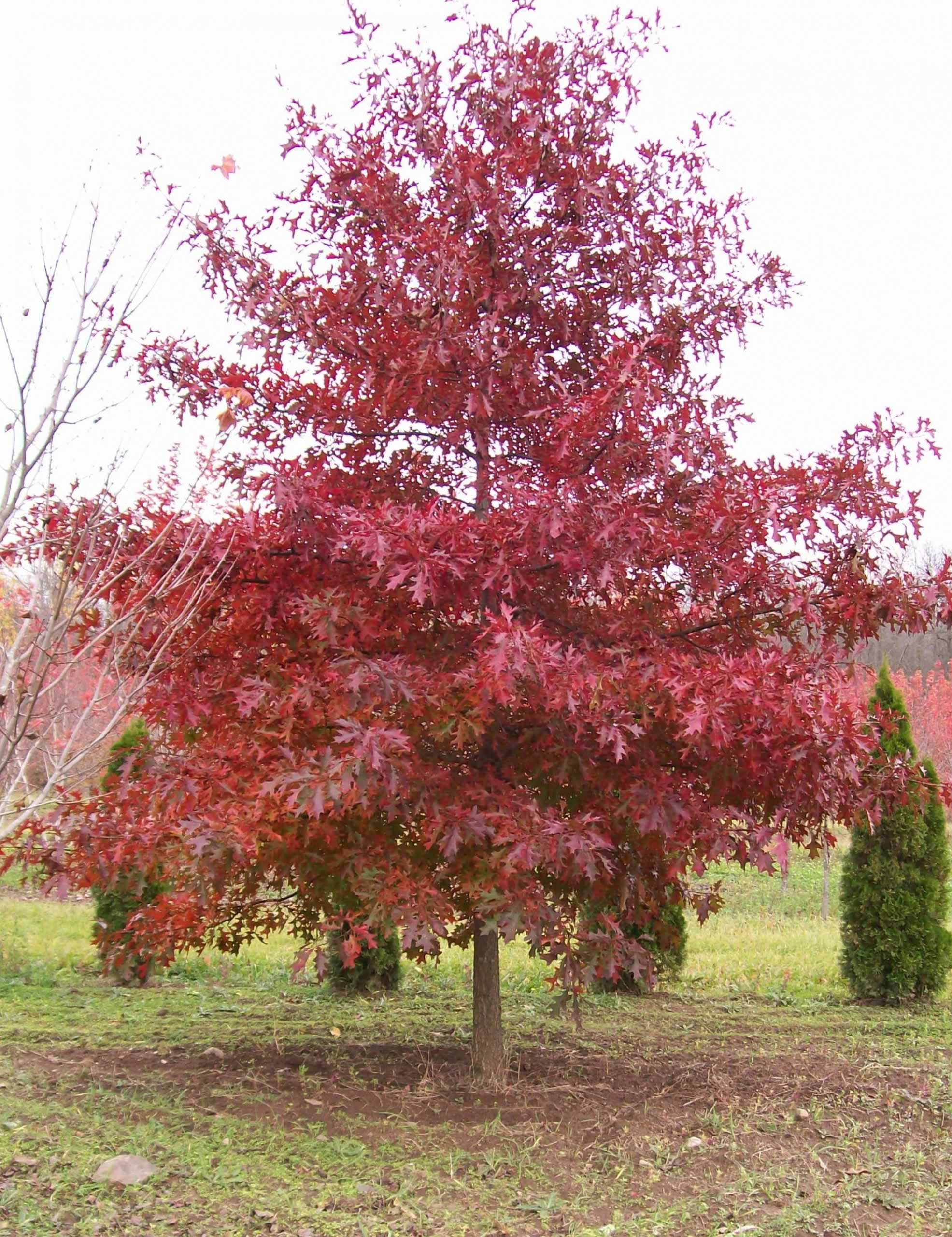 Stove Pellets A&M Trees, LLC, Sheboygan, Wisconsin 53081