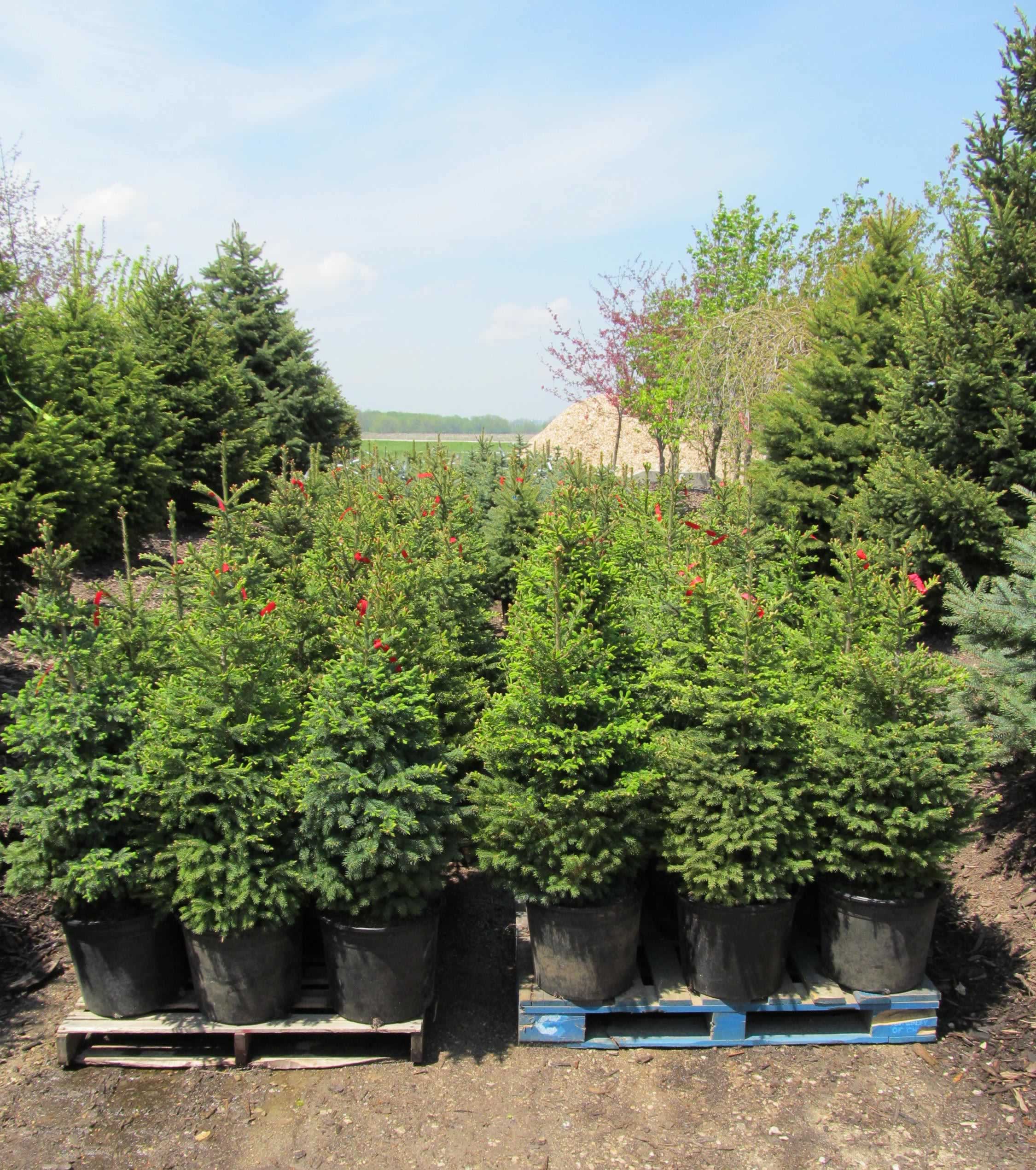 Stove Pellets A&M Trees, LLC, Sheboygan, Wisconsin 53081