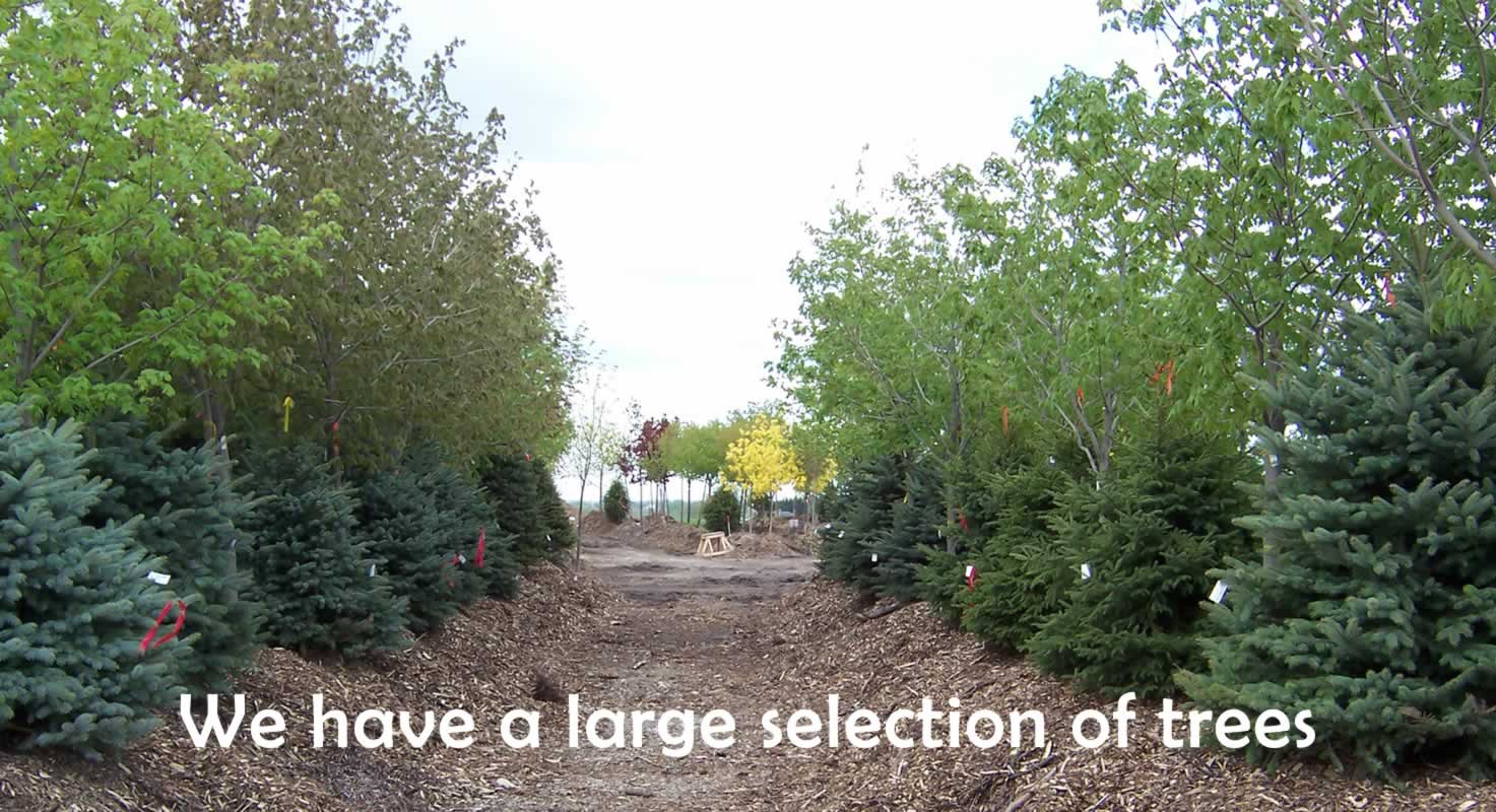 A&M Trees, LLC 7230 Sauk Trail Road, Sheboygan, Wisconsin