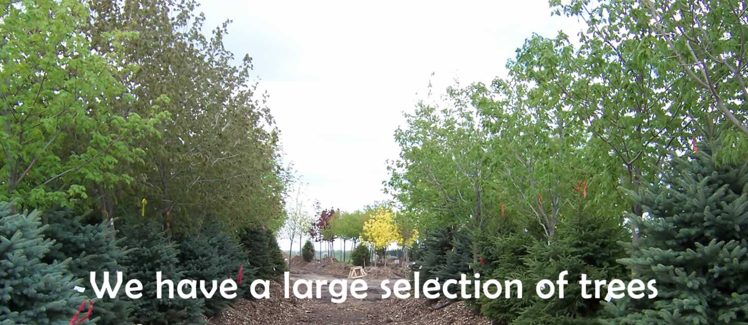 We have a large selection of trees
